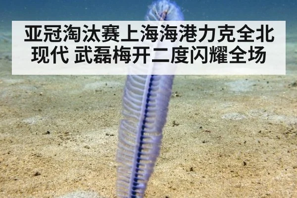 亚冠淘汰赛上海海港力克全北现代 武磊梅开二度闪耀全场